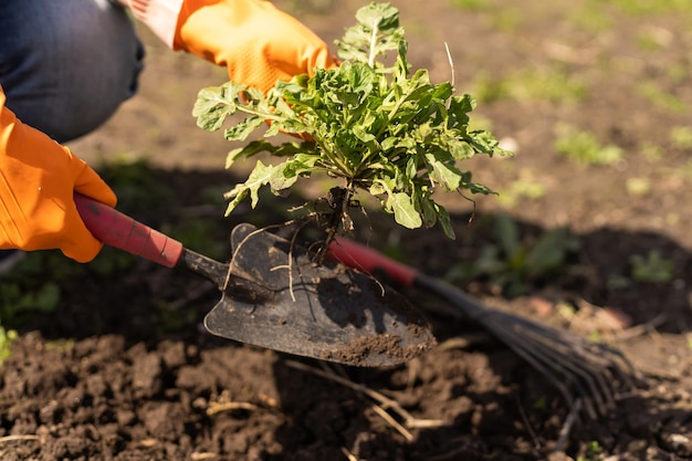 Gardeners hands planting and picking vegetable from backyard garden. Gardener in gloves prepares the soil for seedling.