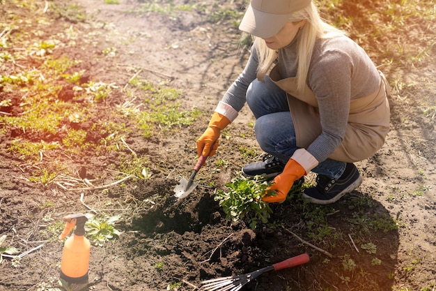 Gardeners hands planting and picking vegetable from backyard garden. Gardener in gloves prepares the soil for seedling.