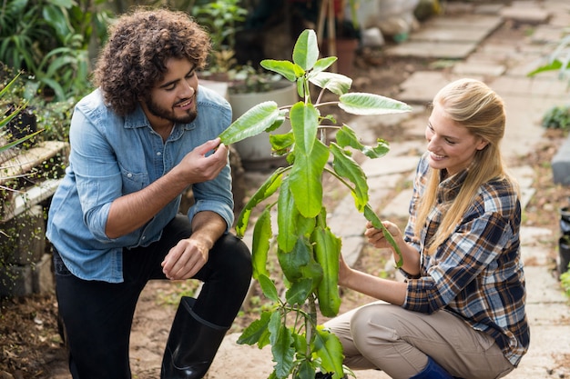 Gardeners inspecting plants at greenhouse