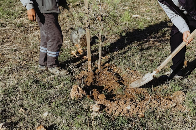 Photo gardeners planting trees planting a tree