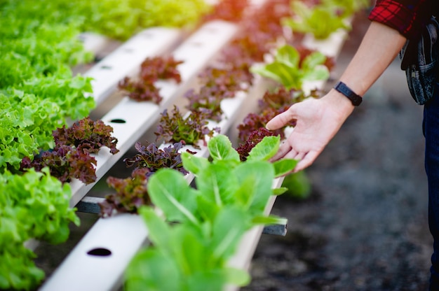 Gardeners salad men Looking at the salad in his garden Concept of making healthy vegetable plots