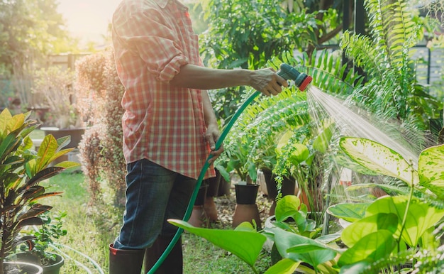 Gardeners watering plant in garden Home garden concept