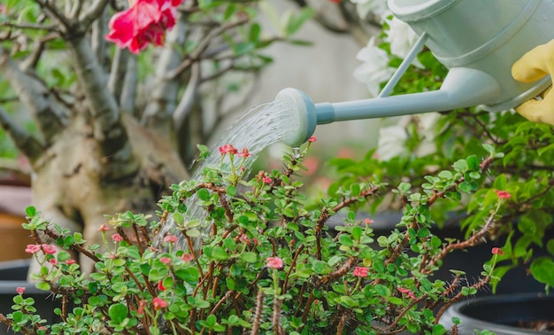 Gardeners watering plant in garden Home garden concept