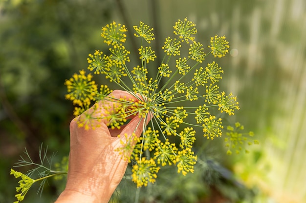 Gardening and agriculture concept female farm worker hand harvesting green fresh ripe organic dill i