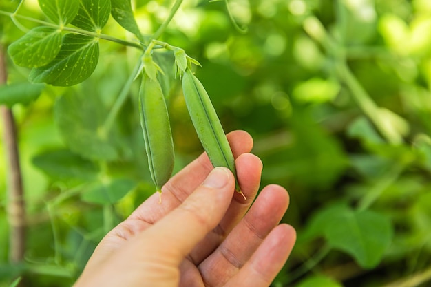 Gardening and agriculture concept female farm worker hand harvesting green fresh ripe organic peas o