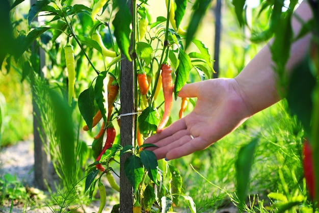 Gardening and agriculture concept Female farm worker hand harvesting red fresh ripe organic chili pepper in garden Vegan vegetarian home grown food production Woman picking hot spicy cayenne pepper