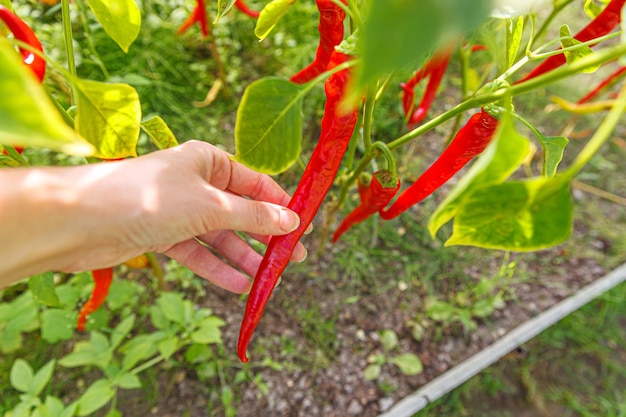 Gardening agriculture concept Female farm worker hand harvesting red fresh ripe organic chili pepper in garden Vegan vegetarian home grown food production Woman picking hot spicy cayenne pepper