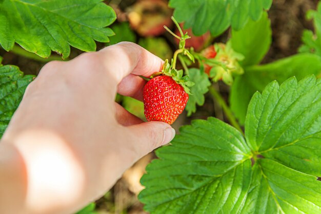 Gardening and agriculture concept. Female farm worker hand harvesting red fresh ripe organic strawberry in garden. Vegan vegetarian home grown food production. Woman picking strawberries in field.