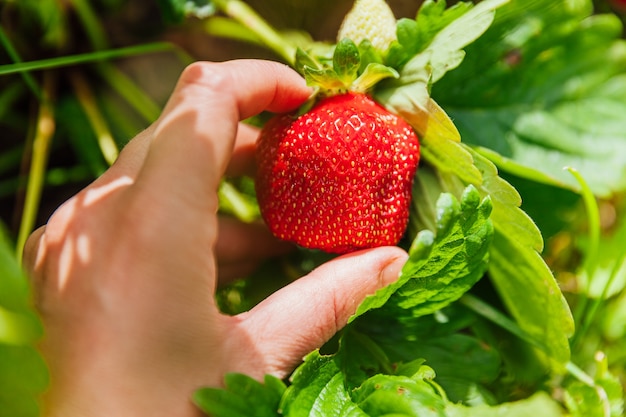 Gardening and agriculture concept. Female farm worker hand harvesting red fresh ripe organic strawberry in garden