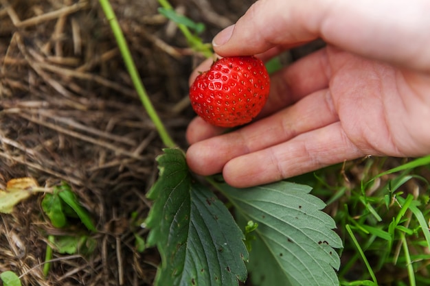 Gardening and agriculture concept. Female farm worker hand harvesting red fresh ripe organic strawberry in garden