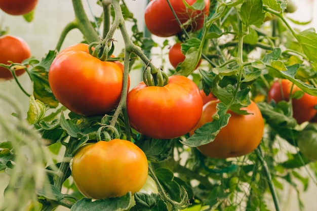 Gardening and agriculture concept fresh ripe organic red tomatoes growing in greenhouse greenhouse p