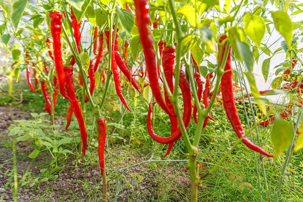 Gardening and agriculture concept Perfect red fresh ripe organic chili pepper ready to harvesting on branch in garden Vegan vegetarian home grown food production Picking hot spicy cayenne pepper