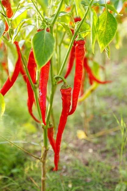 Gardening and agriculture concept perfect red fresh ripe organic chili pepper ready to harvesting on