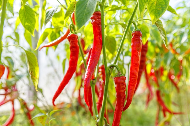 Gardening and agriculture concept perfect red fresh ripe organic chili pepper ready to harvesting on