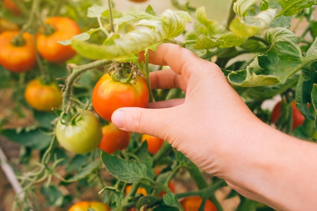 Gardening and agriculture concept Woman farm worker hand picking fresh ripe organic tomatoes Greenhouse produce Vegetable food production Tomato growing in greenhouse