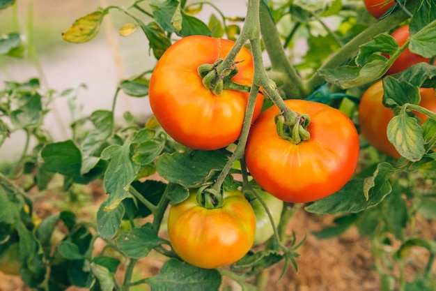 Gardening and agriculture concept Woman farm worker hand picking fresh ripe organic tomatoes Greenhouse produce Vegetable food production Tomato growing in greenhouse