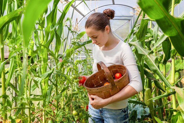 Gardening and agriculture concept. Young woman farm worker with basket picking fresh ripe organic tomatoes. Greenhouse produce. Vegetable food production. Tomato growing in greenhouse