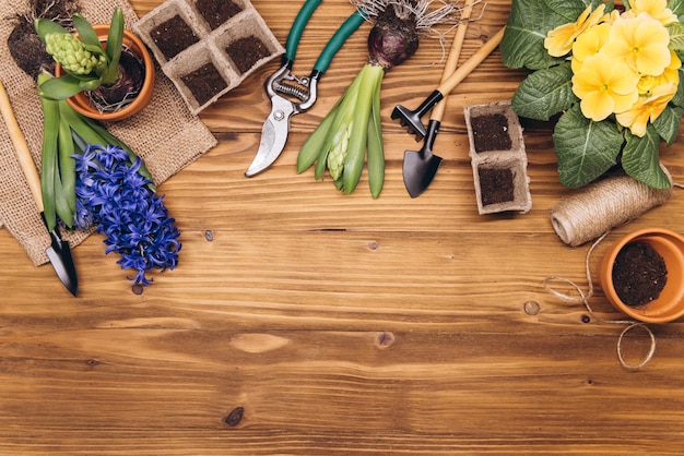 Gardening background Hyacinth and primula flowers with garden tools on the wooden background