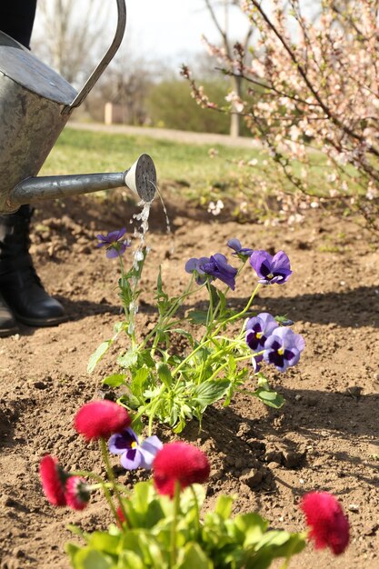 Photo gardening concept beautiful flowers in garden with sun light