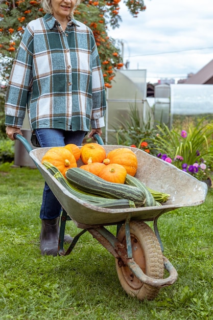 Gardening concept, a farmer shoving a gardening cart among vegetable plots in his small garden