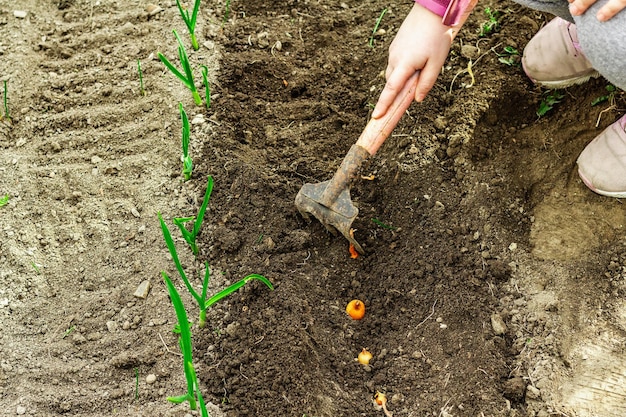 Gardening conceptual background Children39s hands planting little onions in to the soil Spring season