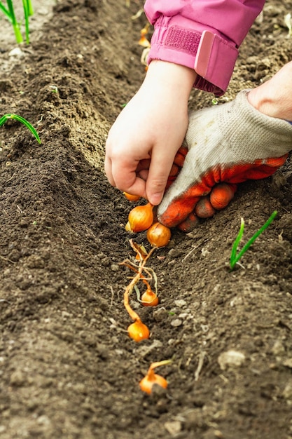 Gardening conceptual background Children39s and woman39s hands planting little onions in to the soil