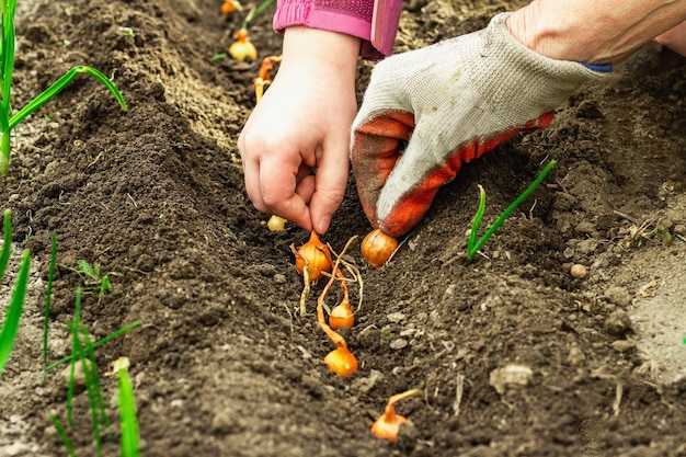 Gardening conceptual background Children39s and woman39s hands planting little onions in to the soil