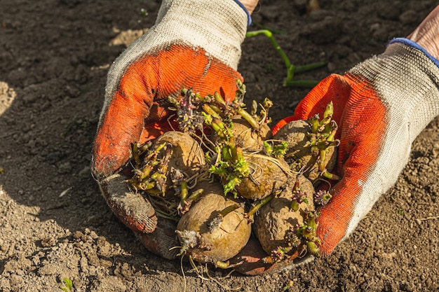 Gardening conceptual background A woman39s hands are holding potatoes that are ready to plant