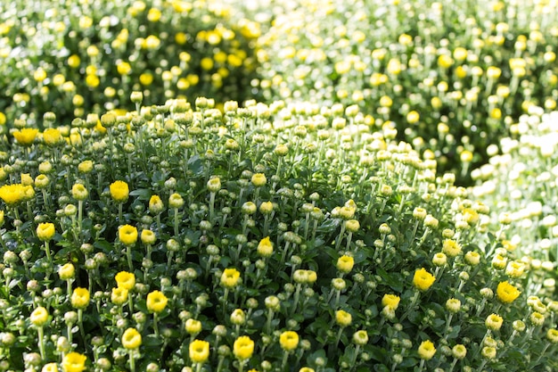 Gardening element - pattern with bushes with yellow flowers.