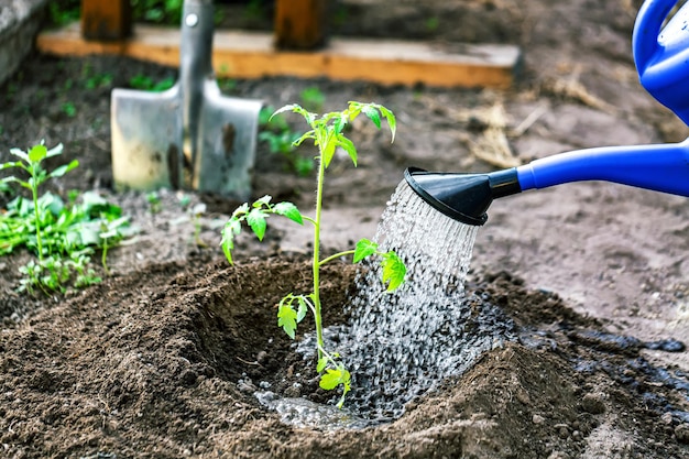 Gardening, Farming and agriculture concept. Watering seedling tomato plant in greenhouse garden.