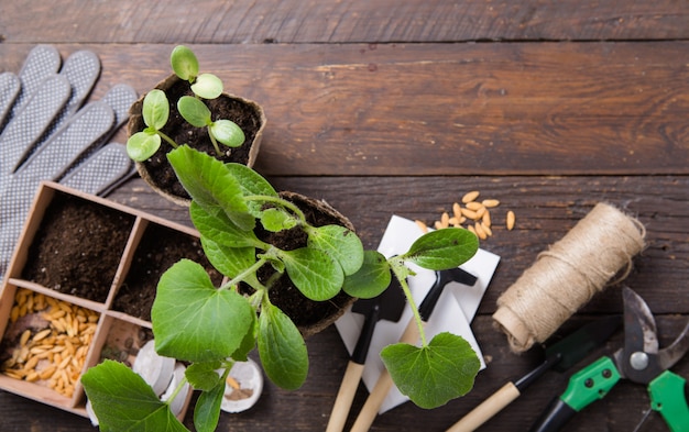 Gardening farming. Seedlings cucumber and pear in peat pot with scattered soil and garden tool. Set for growing on concrete  surface.