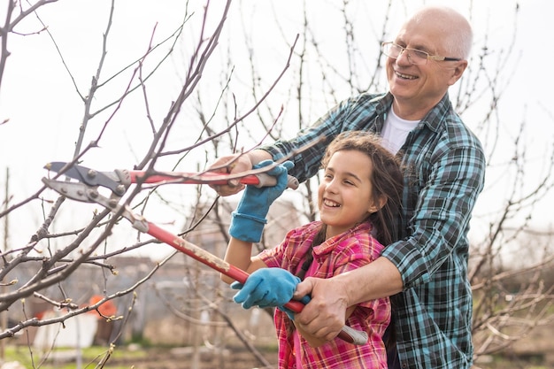 gardening, grandfather and granddaughter in the garden pruning trees.