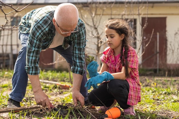 gardening, grandfather and granddaughter in the garden.