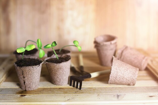 Gardening at home hand sprout table