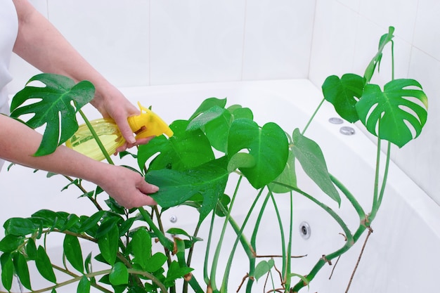 Gardening Home. Woman waters and washes green plants in home bath.