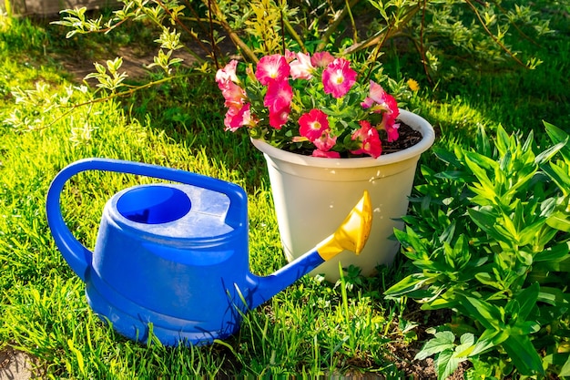 Gardening tools blue plastic watering can for irrigation plants placed in garden with flower on flow