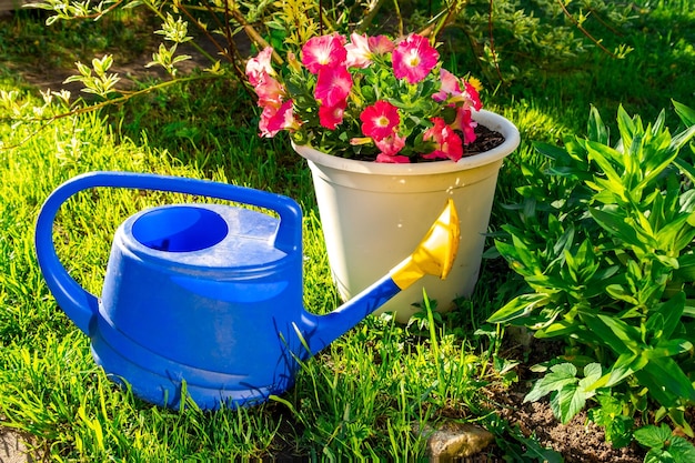 Gardening tools blue plastic watering can for irrigation plants placed in garden with flower on flow