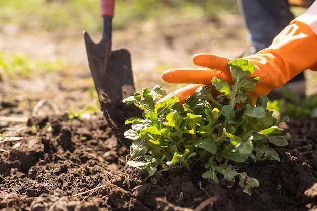 Gardening tools on fertile soil texture background seen from above. Gardening or planting concept. Working in the spring garden.