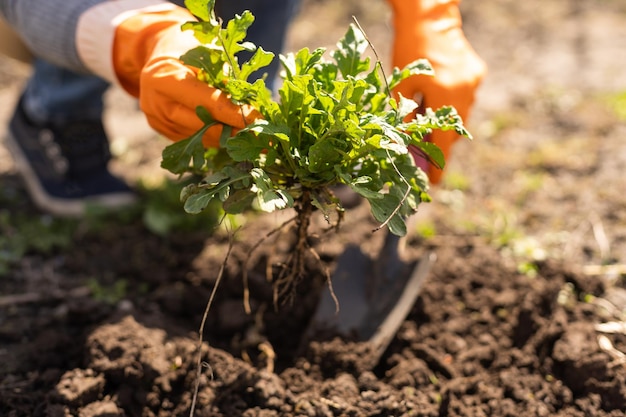 Gardening tools on fertile soil texture background seen from above. Gardening or planting concept. Working in the spring garden.