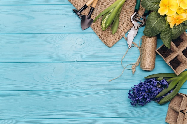 Gardening tools and flowers on blue wooden background top view Home spring gardening hobbies