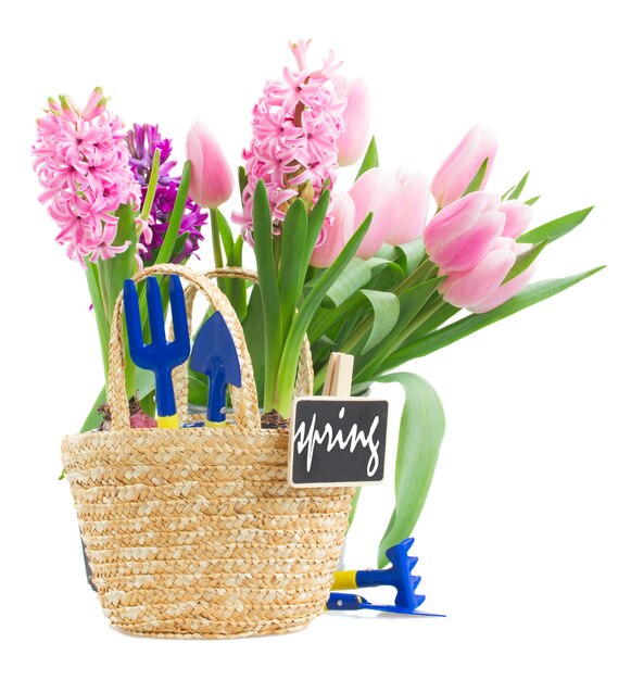 Gardening tools with pink hyacinth and tulips isolated on white