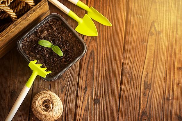 gardening tools and a young green sapling on a wooden background