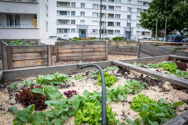 Gardening vegetable container Vegetable garden on the terrace Salads growing in a container in an urban neighborhood