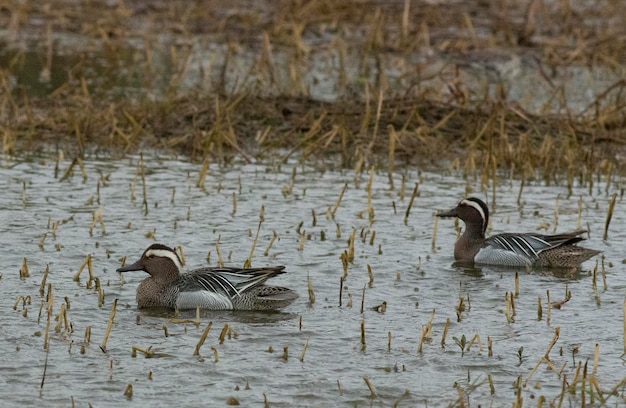 Garganey Anas querquedula