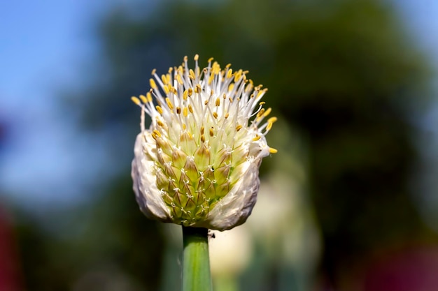 Garlic blooming in the summer