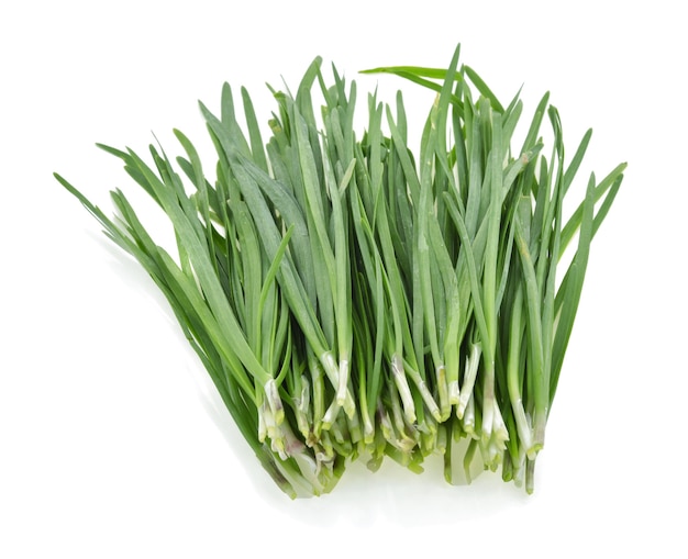 Garlic chives isolated