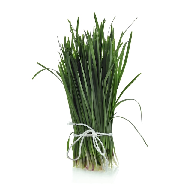 Garlic chives isolated