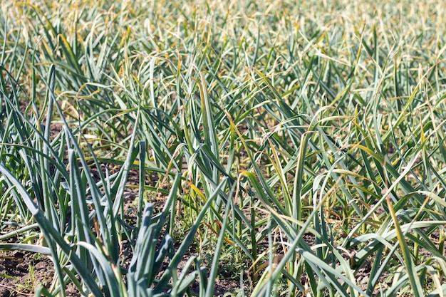 Garlic field in the landscape Organic garlic grown in the countryside Agricultural field of garlic