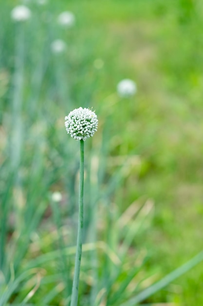 Garlic flower closeup on a background of greenery