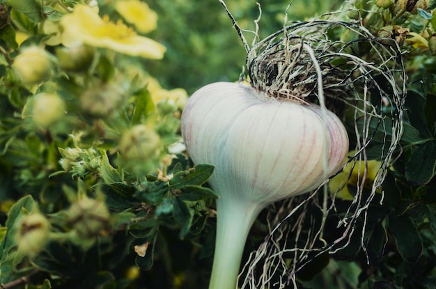 Garlic in the form of a human head with long hair Fashionable stylish hairstyle Concept for advertising banner of hair salon or trendy healthy food